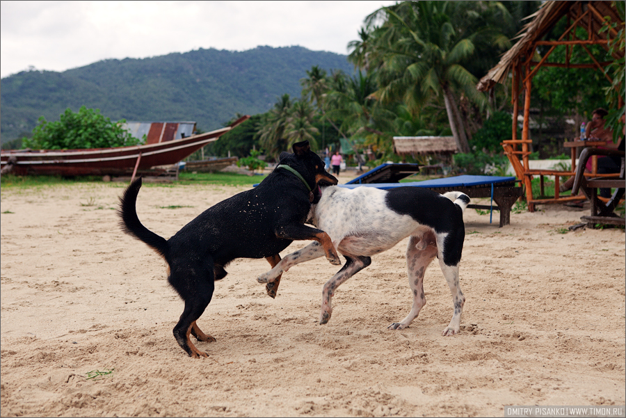 Окрестности отеля и водопады, часть третья - Остров Самуи, Тайланд (2010) - Бой собак